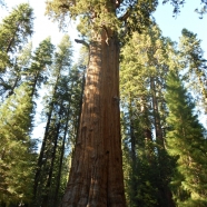 Sequoia-253